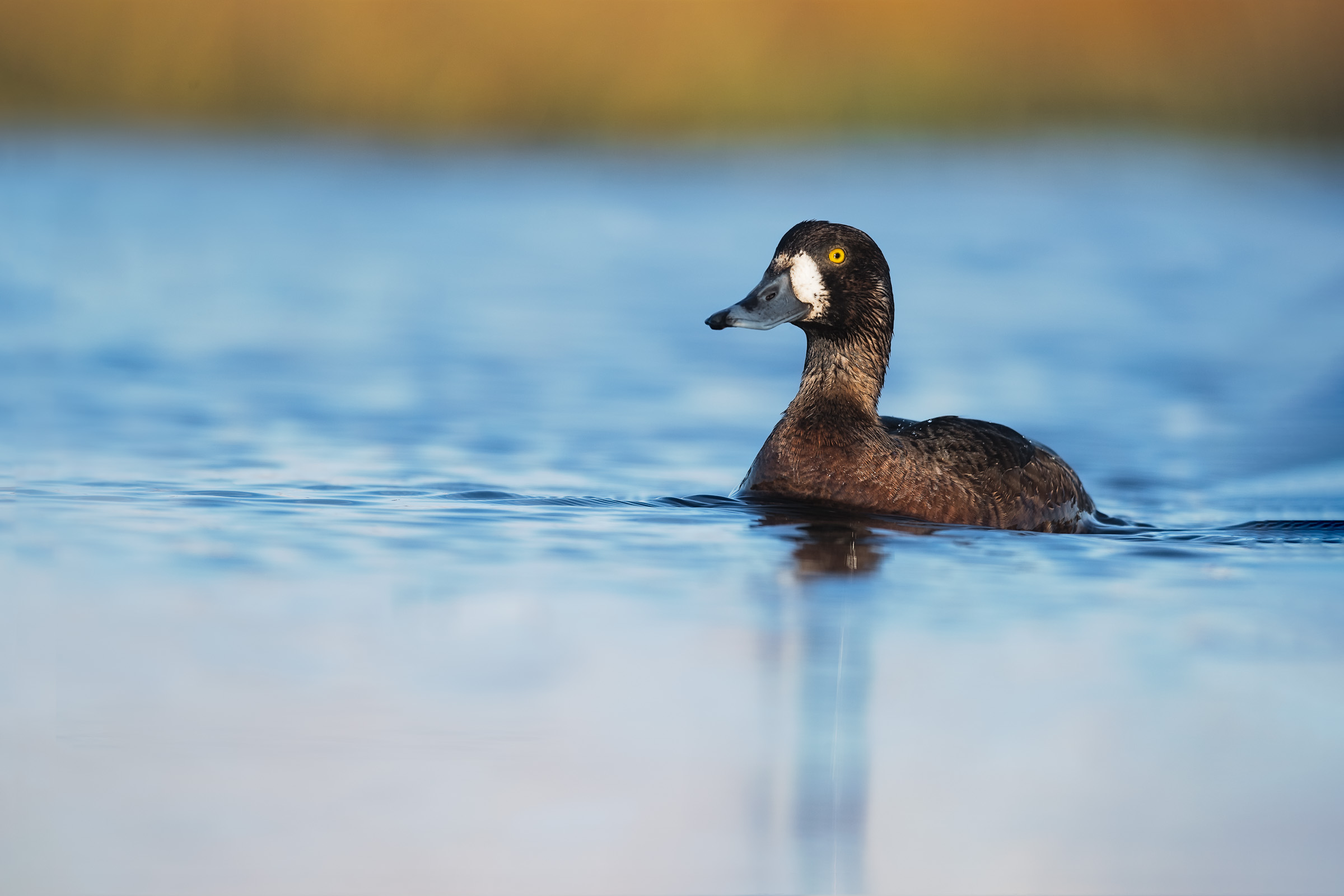 Greater Scaup Hen