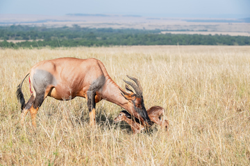 Africa-2018-046.jpg