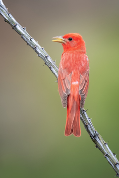 ArizonaMonsoonBirds-2019-009.jpg