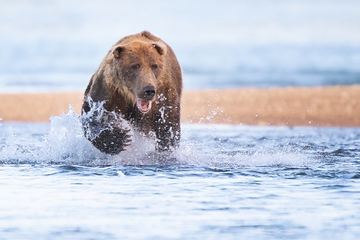 Bears-2019-002.jpg