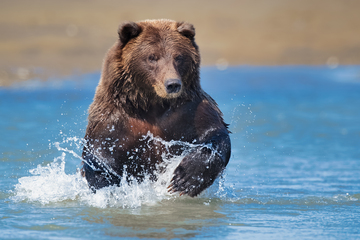 Bears-2019-004.jpg