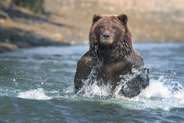 Bears-2019-008.jpg