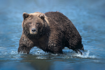 Bears-2019-010.jpg