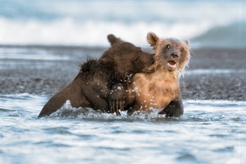 Bears-2019-014.jpg