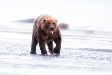 Bears-2019-016.jpg