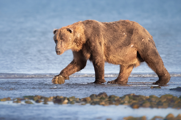 Bears-2019-018.jpg