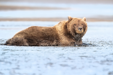 Bears-2019-021.jpg