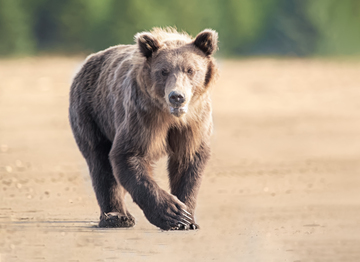 Bears-2019-022.jpg