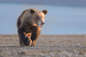 Bears-2019-024.jpg