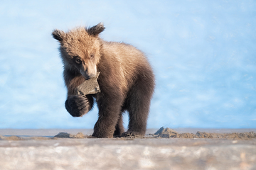 Bears-2019-026.jpg