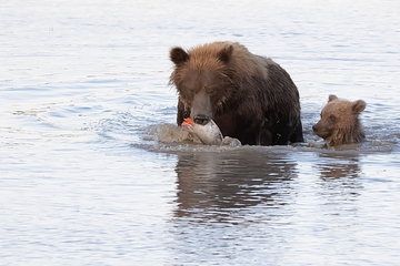 Bears-2019-030.jpg