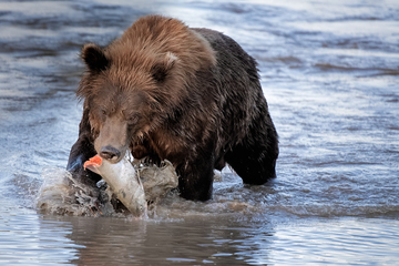 Bears-2019-031.jpg