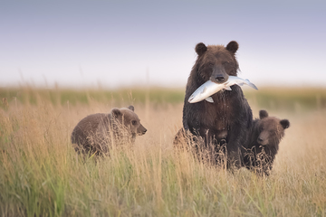 Bears-2019-034.jpg