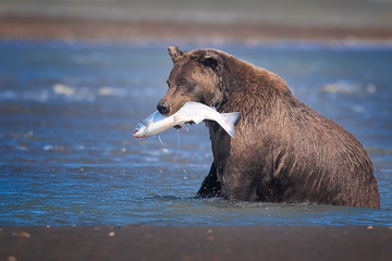 Bears-2019-035.jpg