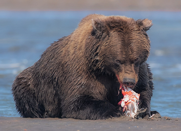 Bears-2019-036.jpg