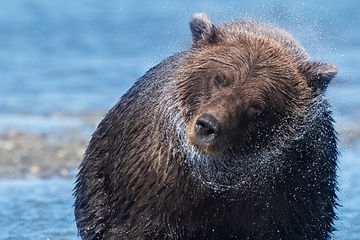 Bears-2019-038.jpg