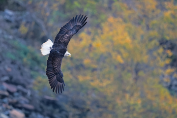 Conowingo-001.jpg