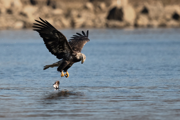 Conowingo-014.jpg