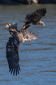 Conowingo-018.jpg