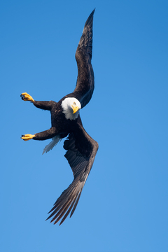 Eagles-2018-006.jpg