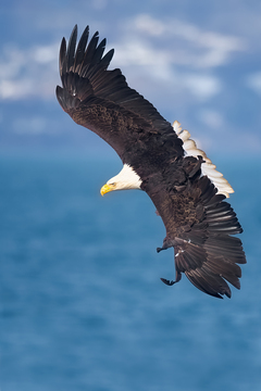 Eagles-2019-002.jpg