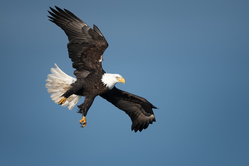 Eagles-2019-006.jpg