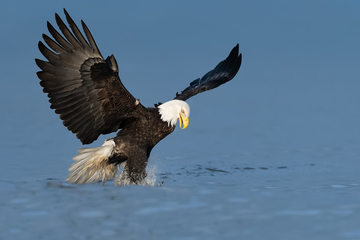 Eagles-2019-007.jpg