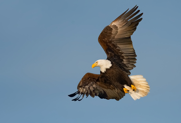 Eagles-2019-008.jpg