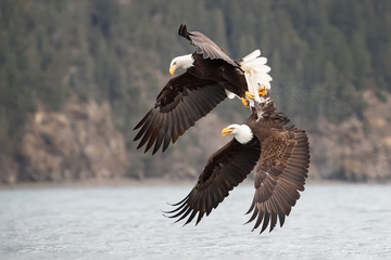 Eagles-2019-015.jpg