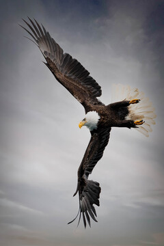 Eagles-2020-007.jpg