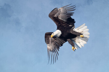 Eagles-2020-038.jpg