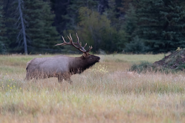 Elk-2019-001.jpg