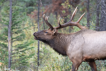 Elk-2019-004.jpg