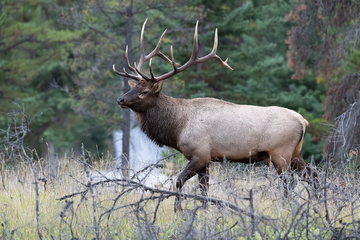 Elk-2019-005.jpg