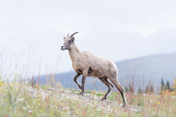 Elk-2019-006.jpg