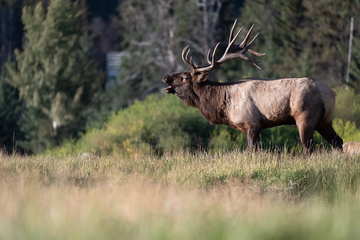 Elk-2019-007.jpg