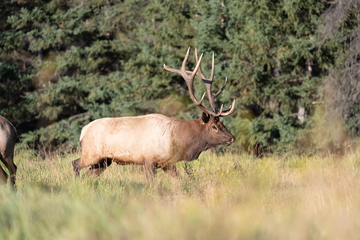 Elk-2019-008.jpg