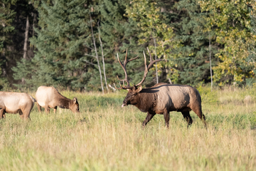 Elk-2019-009.jpg