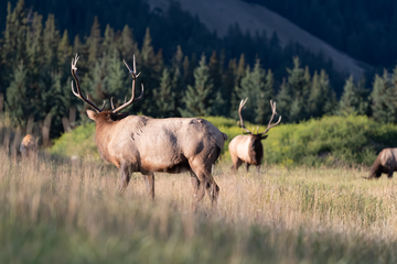 Elk-2019-010.jpg