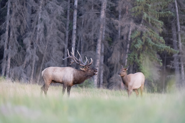 Elk-2019-012.jpg