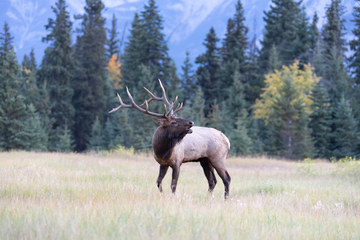 Elk-2019-013.jpg