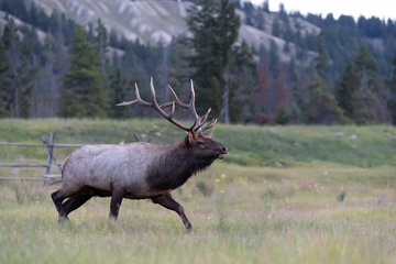 Elk-2019-014.jpg