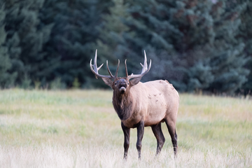 Elk-2019-015.jpg