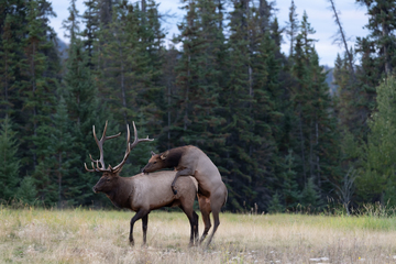 Elk-2019-016.jpg