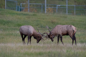 Elk-2019-017.jpg