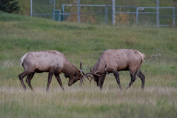 Elk-2019-018.jpg