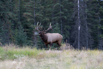 Elk-2019-021.jpg