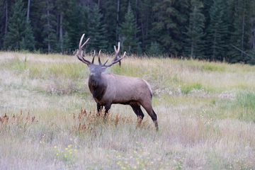 Elk-2019-022.jpg