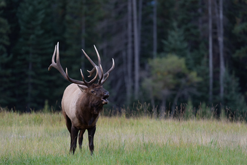 Elk-2019-023.jpg