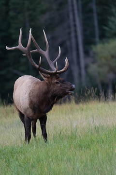 Elk-2019-024.jpg